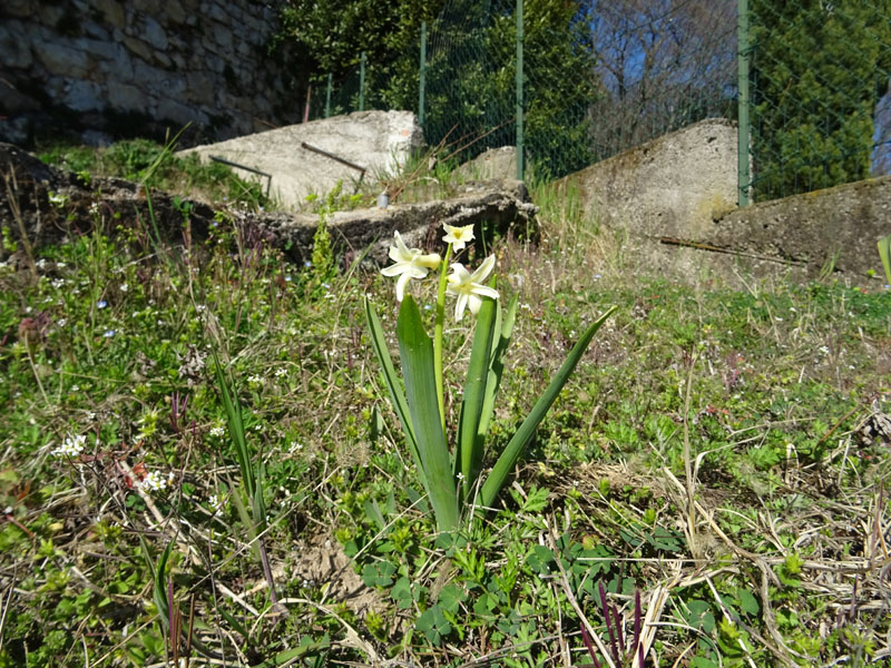 Hyacinthus sp.